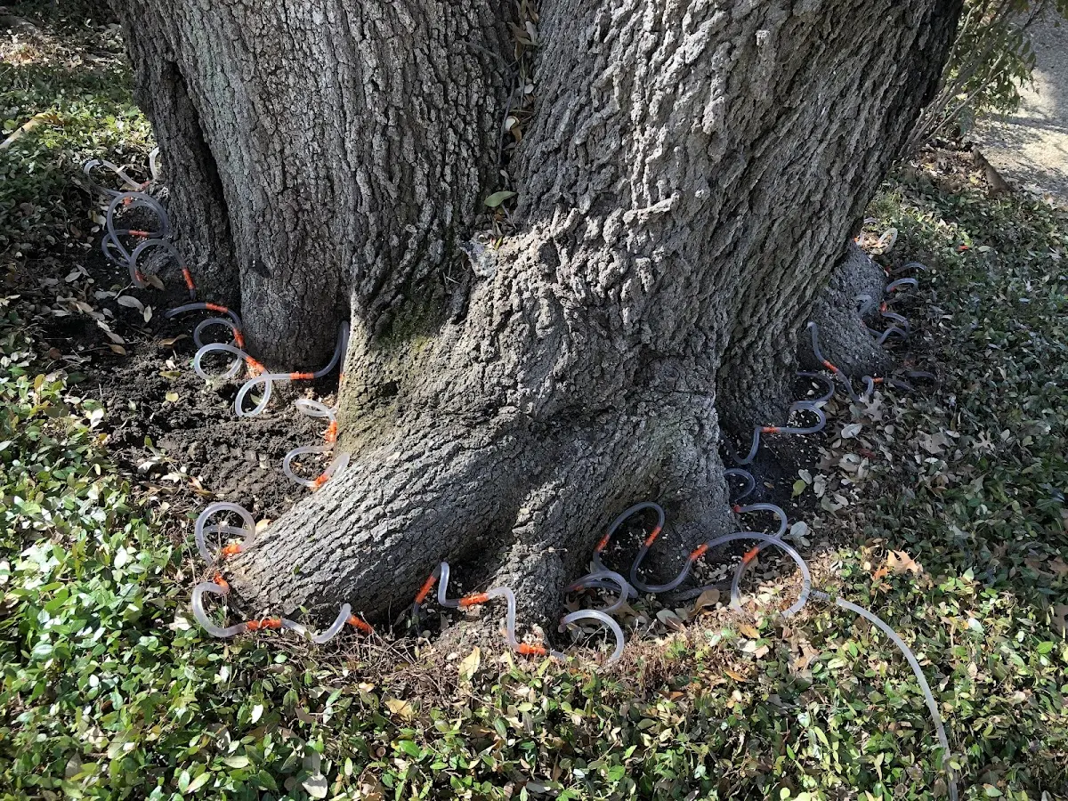 Detailed Tree Cabling and Bracing job site in Pendleton