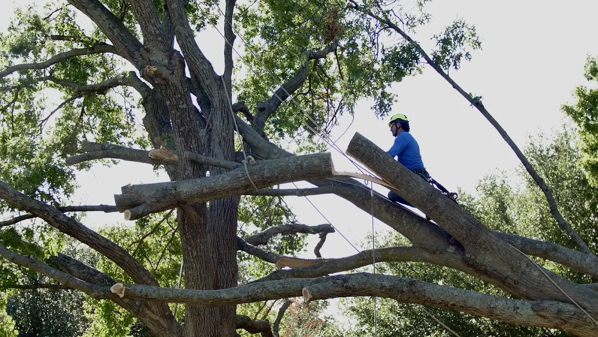 Professional Hazardous Tree Removal performed by certified arborists in Pendleton